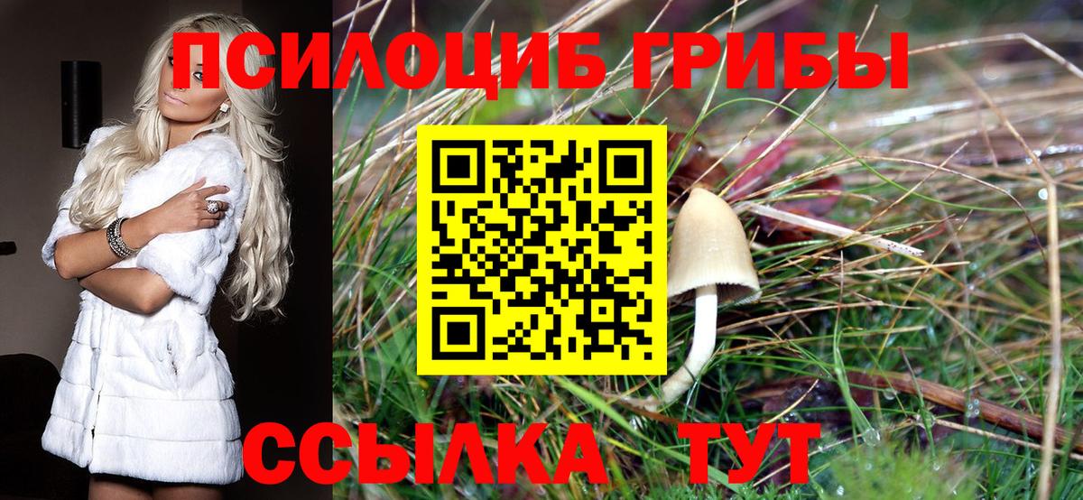 Галлюциногенные грибы Psilocybine cubensis  Россия  Псилоцибиновые грибы мухоморы 